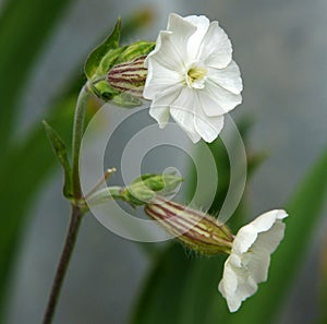 Silene vulgaris flowers