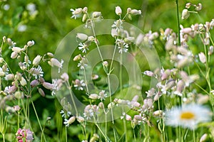 Silene vulgaris - wild flower of the carnation family