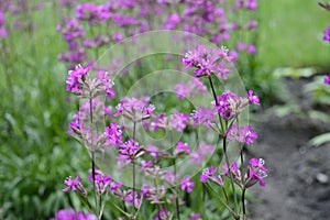 Silene yunnanensis - campion