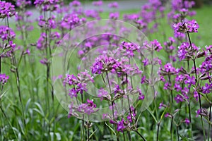 Silene yunnanensis - campion