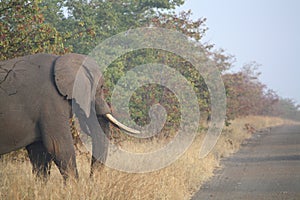 A silent beast walking gracefully through the African bushveld