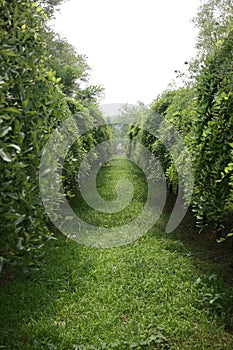 Silent green low tree lane