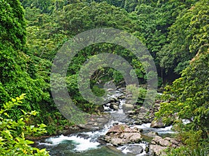 Silent River and green forest