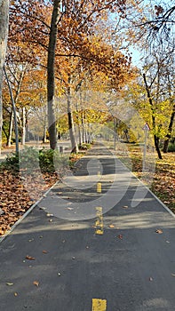 The silent road with yellow leaves in autumn sesion at szeged hungary photo