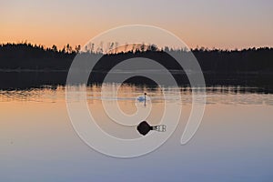 Silent summer white nights landscape with Baltic sea surface, forest, lifebuoy and swan