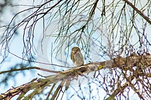 Silent Watchers: Little Owl Birds Perched on Tree photo