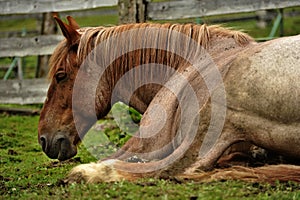 Silesia horse