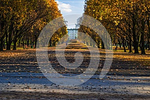 Silesian Park in Katowice. Parkway in autumn with gold trees.