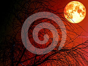 silhouete dead dry tree and blood moon red sky photo