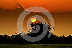 Silhouete sunset at paddy field