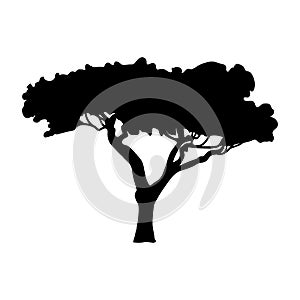 Silhouette Acacia icon tree flora