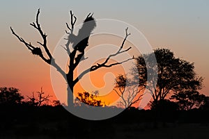 Silhouette of acacia trees moments after sunset