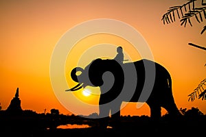 Silhouette action of elephant in Ayutthaya province