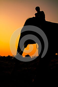 Silhouette action of elephant in Ayutthaya province