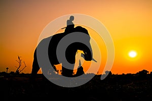 Silhouette action of elephant in Ayutthaya province