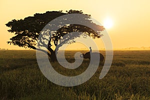 Silhouette action of elephant in rice field at sunset , Surin, Tha