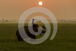 Silhouette action of elephant in rice field at sunset ,Surin,Thailand. (Focus elephant)