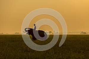 Silhouette action of elephant in rice field at sunset ,Surin,Thailand. (Focus elephant)