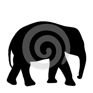 Silhouette of an African baby elephant on a white background