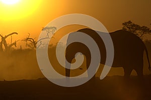 Silhouette of African Elephant