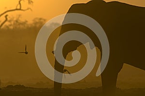 Silhouette of African Elephant