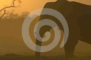 Silhouette of African Elephant