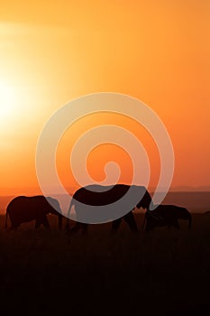 Silhouette of African elephant with calf during sunset, Masai Mara