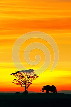 Silhouette of African elephant and lonely tree against the backdrop of the beautiful red and yellow sunset.