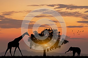 Silhouette African Elephants at sunset or sunrise. Wildlife Nature Background. African savanna landscape