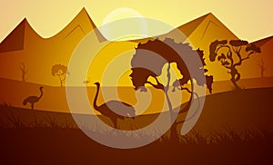 Silhouette. African ostriches birds in the savannah in the grass with trees on a background of sunset and mountains