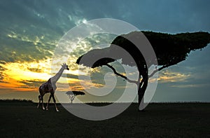 Silhouette of African safari scene
