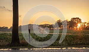 Silhouette of agricultural irrigation system watering cornfield at sunset. Cornfield irrigation using the center pivot sprinkler