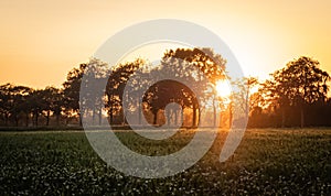 Silhouette of agricultural irrigation system watering cornfield at sunset. Cornfield irrigation using the center pivot sprinkler