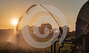 Silhouette of agricultural irrigation system watering cornfield at sunset. Cornfield irrigation using the center pivot sprinkler