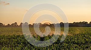 Silhouette of agricultural irrigation system watering cornfield at sunset. Cornfield irrigation using the center pivot sprinkler