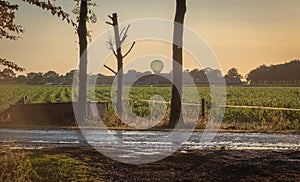 Silhouette of agricultural irrigation system watering cornfield at sunset. Cornfield irrigation using the center pivot sprinkler