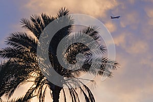 Silhouette of airplane and tropical palm tree on blue sky background. The concept of traveling on vacation to a tropical country