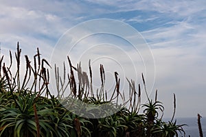 Silhouette of aloe vera flowers against idyllic blue sky in Garajau, Madeira island, Portugal, Europe. Plants are swaying in wind