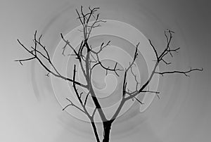 A silhouette of alone a tree isolated