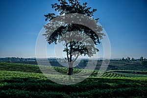 Silhouette alone tree on tea plantation field in the morning at Chiangrai Province, Northern Thailand.