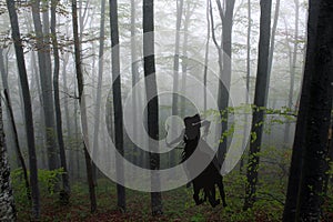 Silhouette of an amazon warrior woman riding a horse in forest