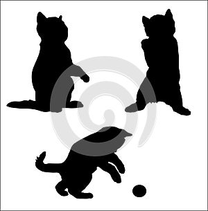 Silhouette of an amusing kitten