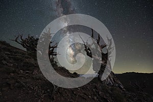 Silhouette of Ancient Bristlecone Pine Trees with the Milky Way Galaxy
