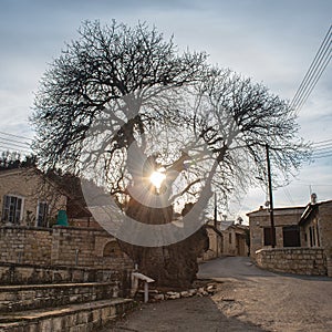 Silhouette of ancient terebinth tree in a village at sunset