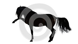 Silhouette of an Andalusian horse performing Spanish walk