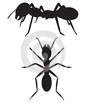 Silhouette ant