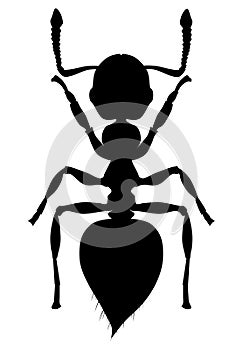 Silhouette Ant Crematogaster