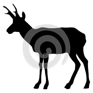 Silhouette of antelope