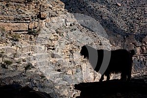 Silhouette of Arabian Tahr wild mountain goat at balcony Walk W6, Jebel Shams, Oman