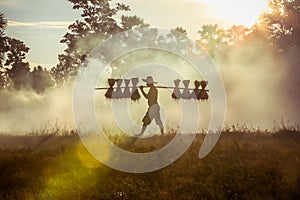 Silhouette of asian farmer Bearing seedlings of rice to plant, Asian farmer Bearing rice seedlings